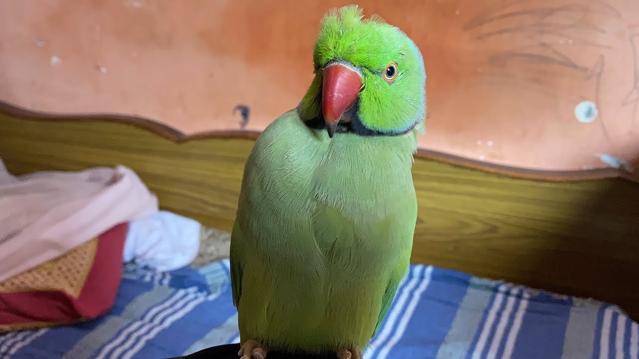 Mitthuwa talking parrot 🦜