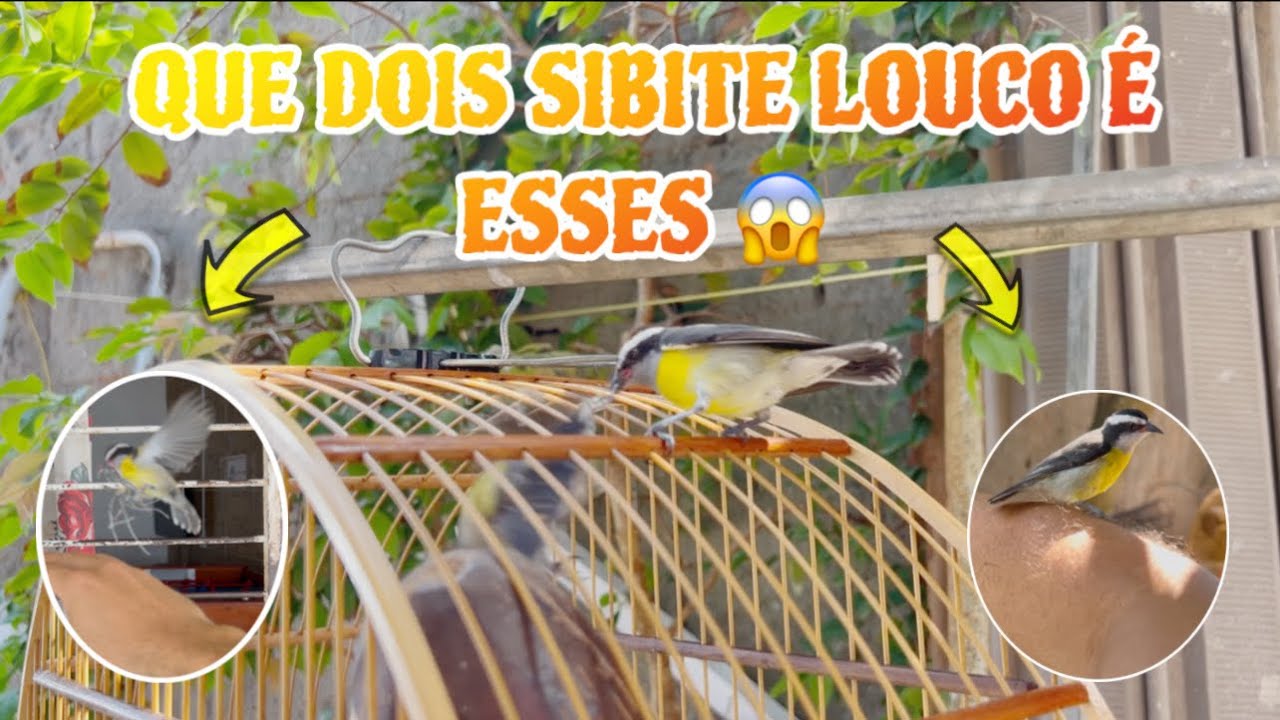 Sibite 🔥 - sibite que vem na mão, esse são louco demais 😱🔥