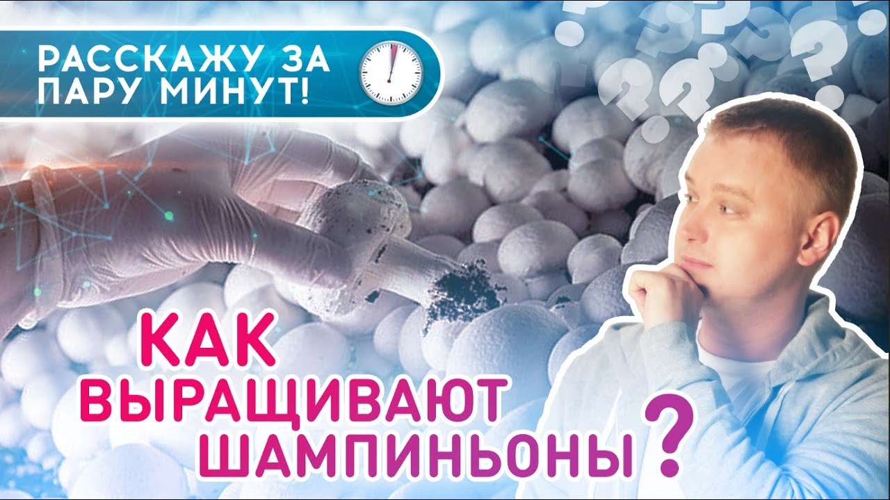 КАК ВЫРАЩИВАЮТ ШАМПИНЬОНЫ || ⏱ Рассказываю за 3,5 минуты!