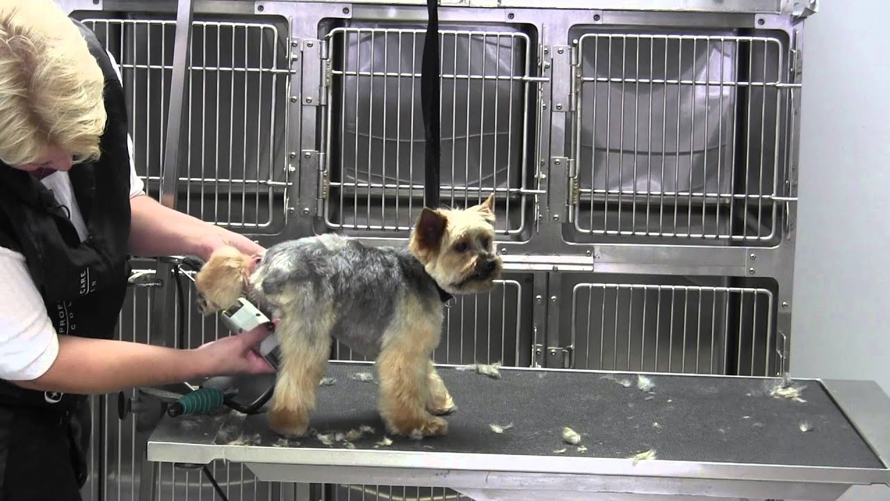 Yorkie Short Pet Trim- Legs- Rear Legs