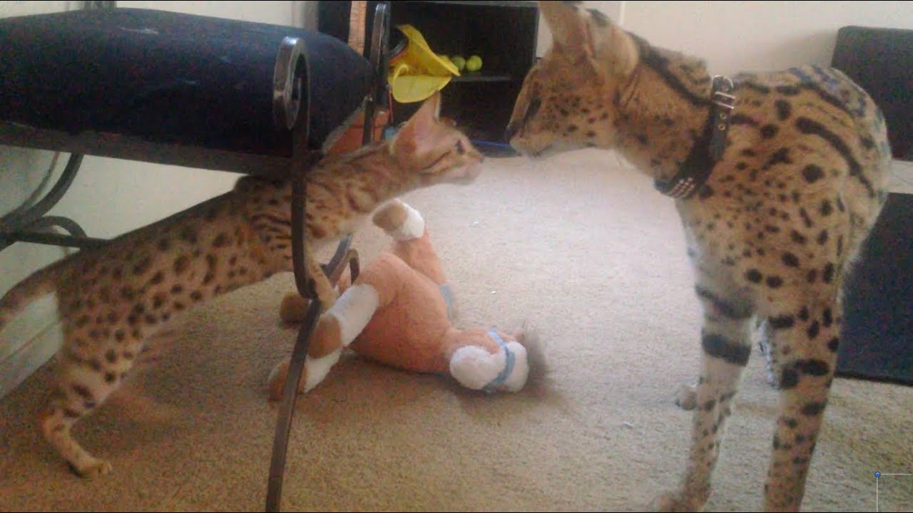 Serval Meets Savannah For The First Time!