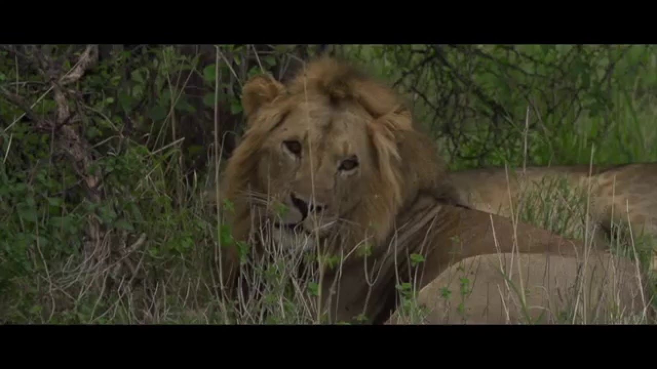 Wildlife Corridors are Key to this National Park's Survival