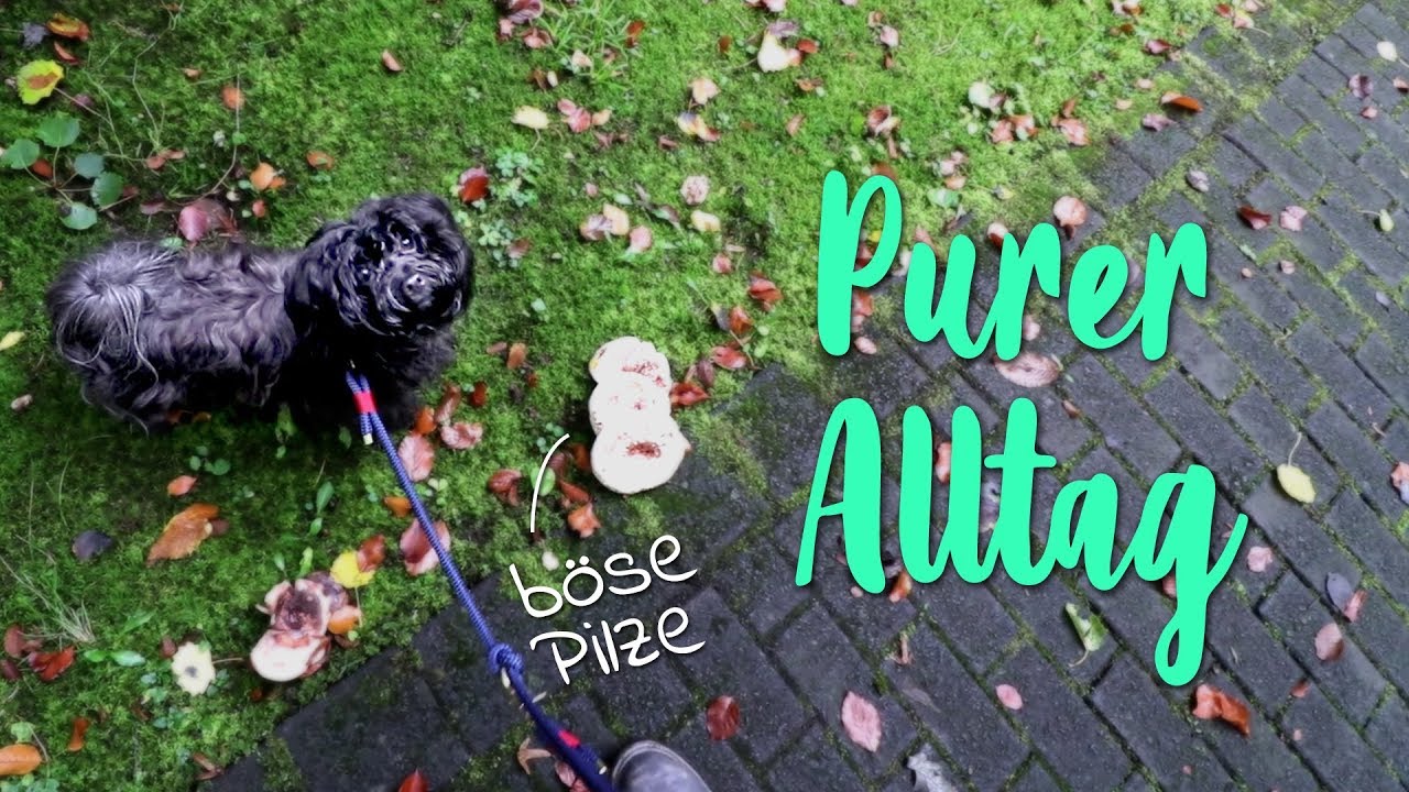 Stürmische Hunde, schreiende Kinder, bedrohliche Pilze - Hundealltag mit Havaneser