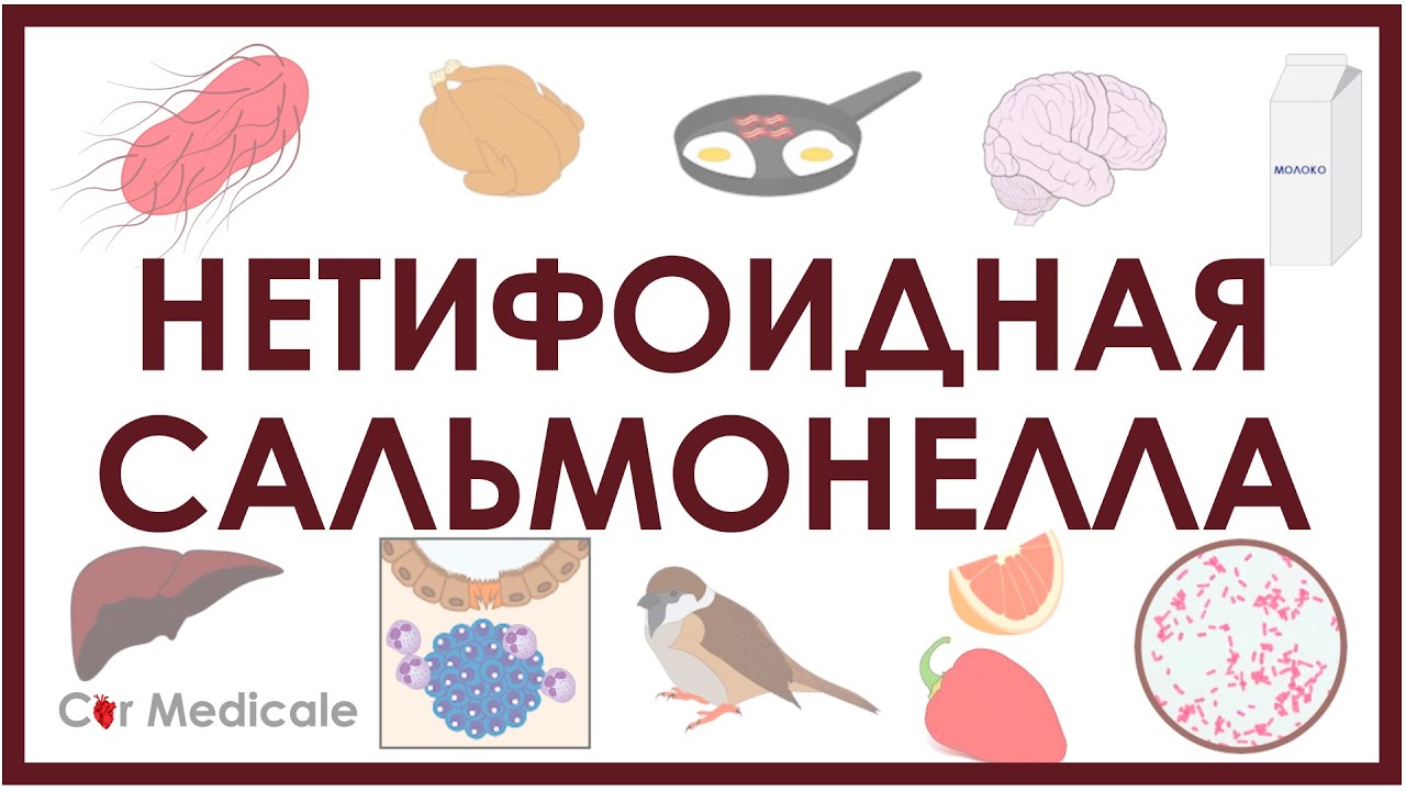 Нетифоидная сальмонелла - микробиология, патогенез, симптомы, лечение