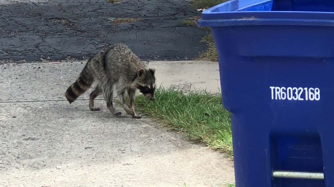Canine Distemper Infected Raccoon Warning, October 2017 North/West Columbus area of Ohio