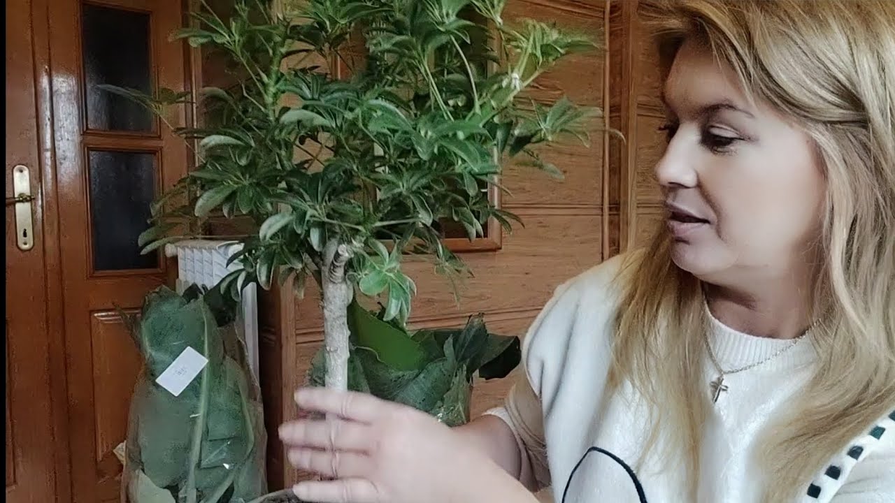 Ярмарка - Фестиваль растений, какие растения можно было приобрести.