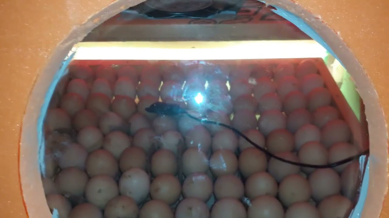 JO'JA BIZNESI VA INKUBATORDA FOYDALANISH