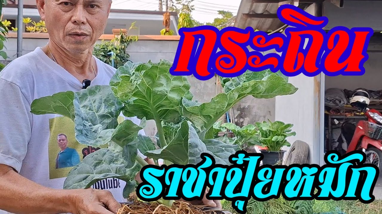 กระถินราชาปุ๋ยหมักแค่7วันผักงามจริง