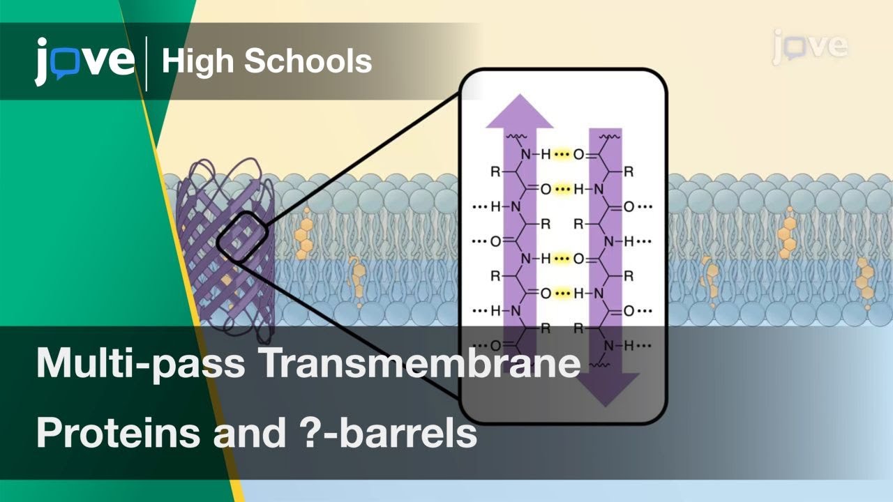 Multi-pass Transmembrane Proteins and &beta;-barrels | Cell Bio | Video Textbooks - Preview