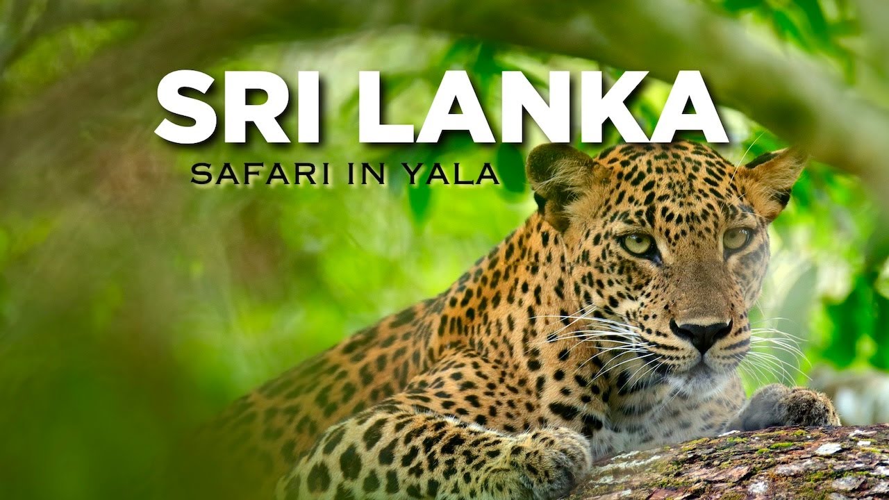 Sri Lanka, BETTER than Africa?! Spotting Leopards in YALA National Park