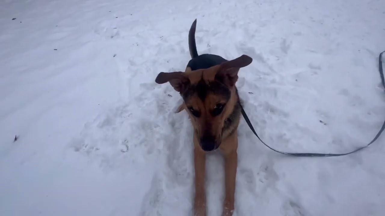 Neptune: Chase and Catch, Fulfilling Your Dogs Needs Through Play