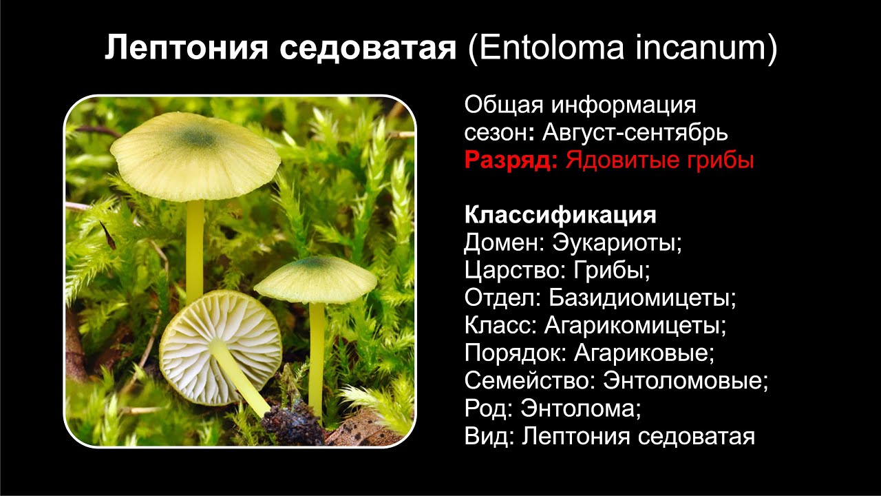 Лептония седоватая (Entoloma incanum)