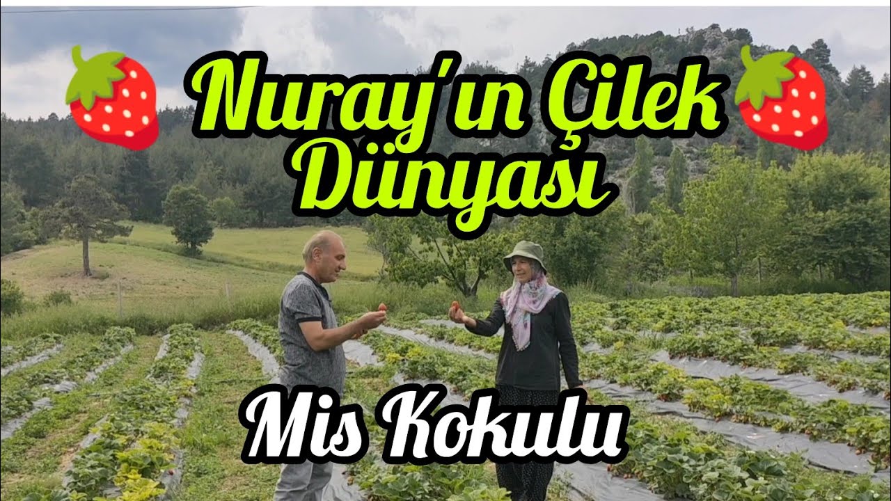 Mis Kokulu-Nurayın Çilek Dünyası-Fakılar-Çamlıyayla