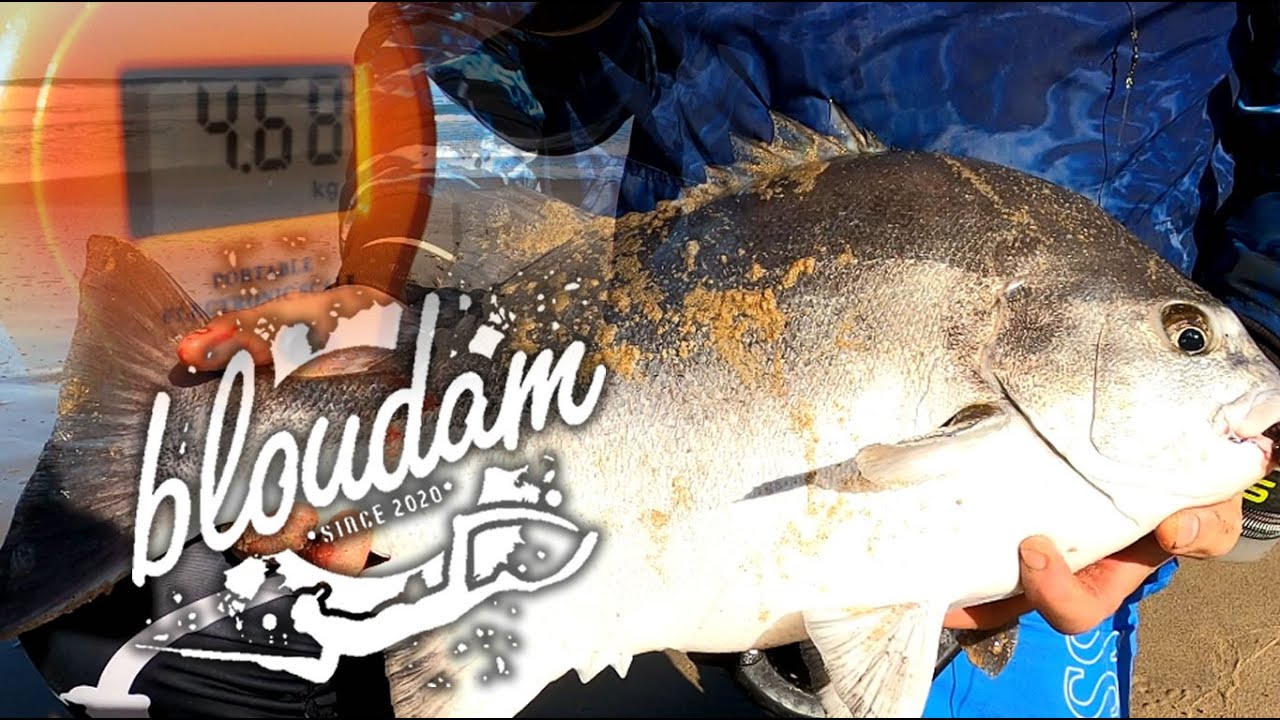 MONSTER 4.68kg Galjoen Caught on Camera!