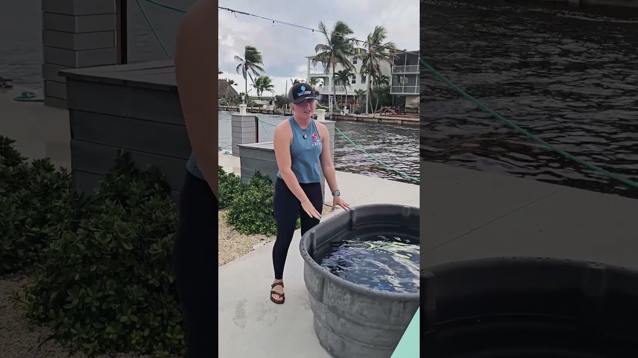 What to Do With Your Snorkel Gear After the Trip 🧼