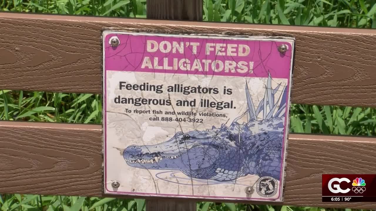 Woman bitten by alligator during a hike in Collier County