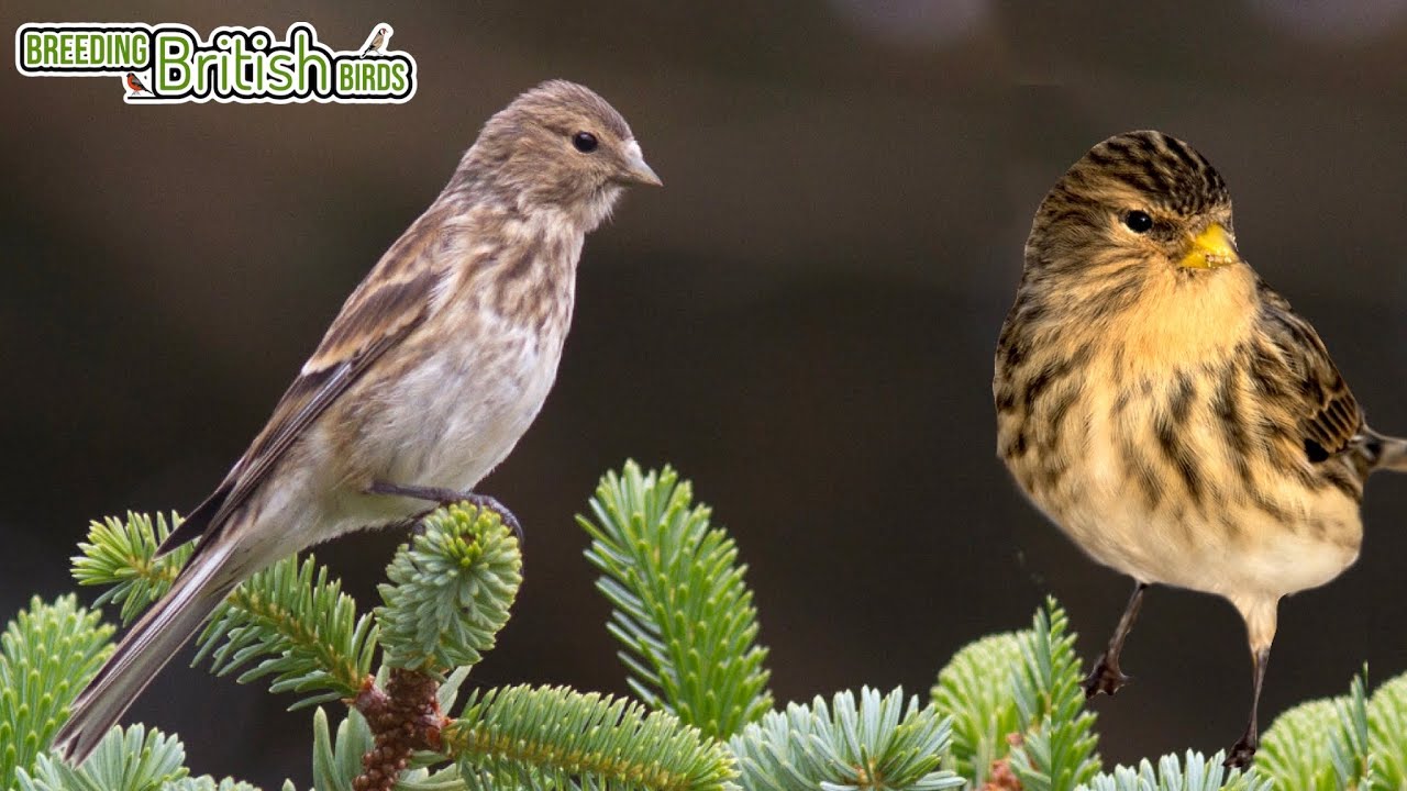 MORE Fledglings! | Breeding British Birds S2:Ep9
