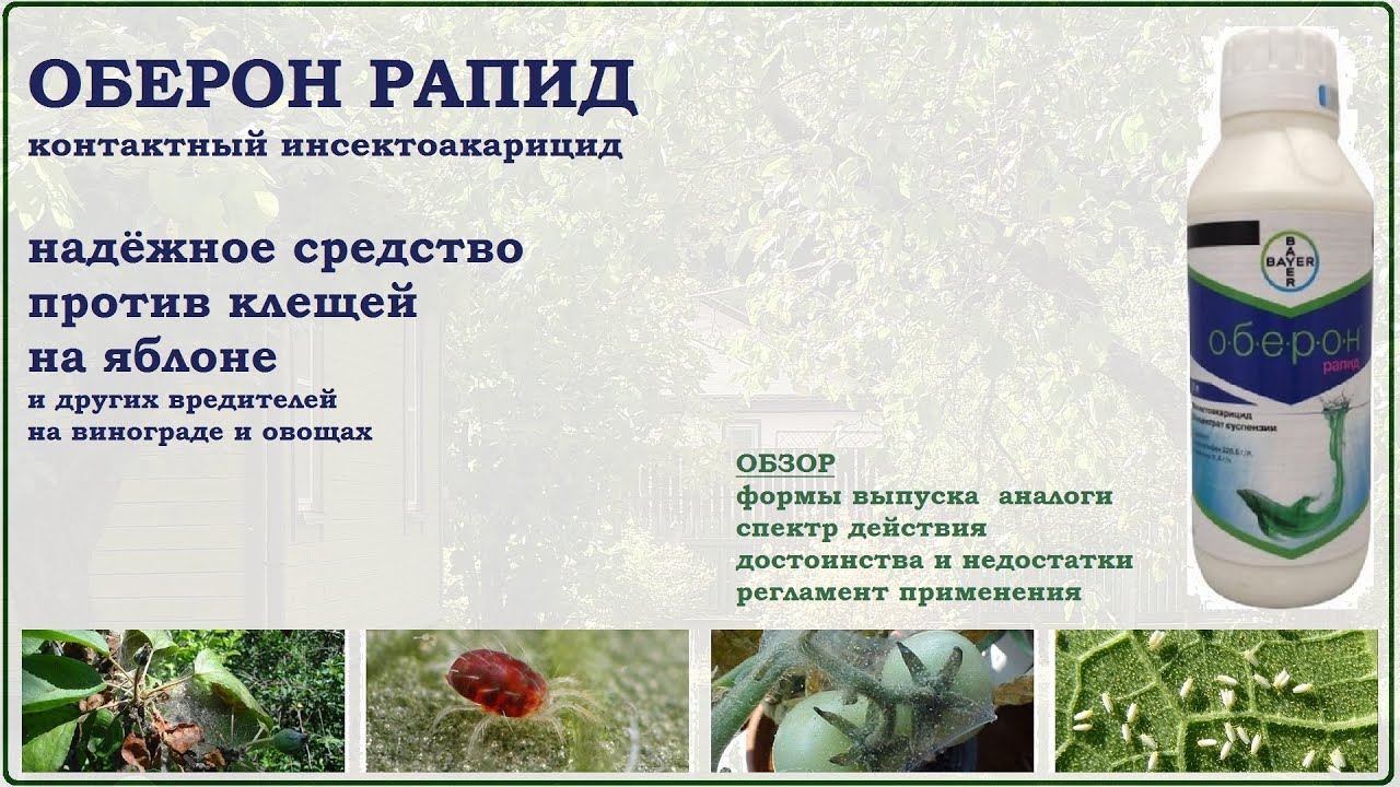 Оберон Рапид - средство против клещей на яблоне, белокрылки и трипсов на овощах и винограде