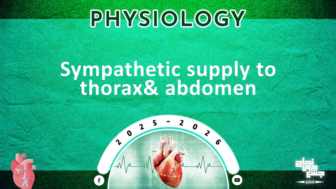 L6: Sympathetic supply to thorax and abdomen; Physiology 