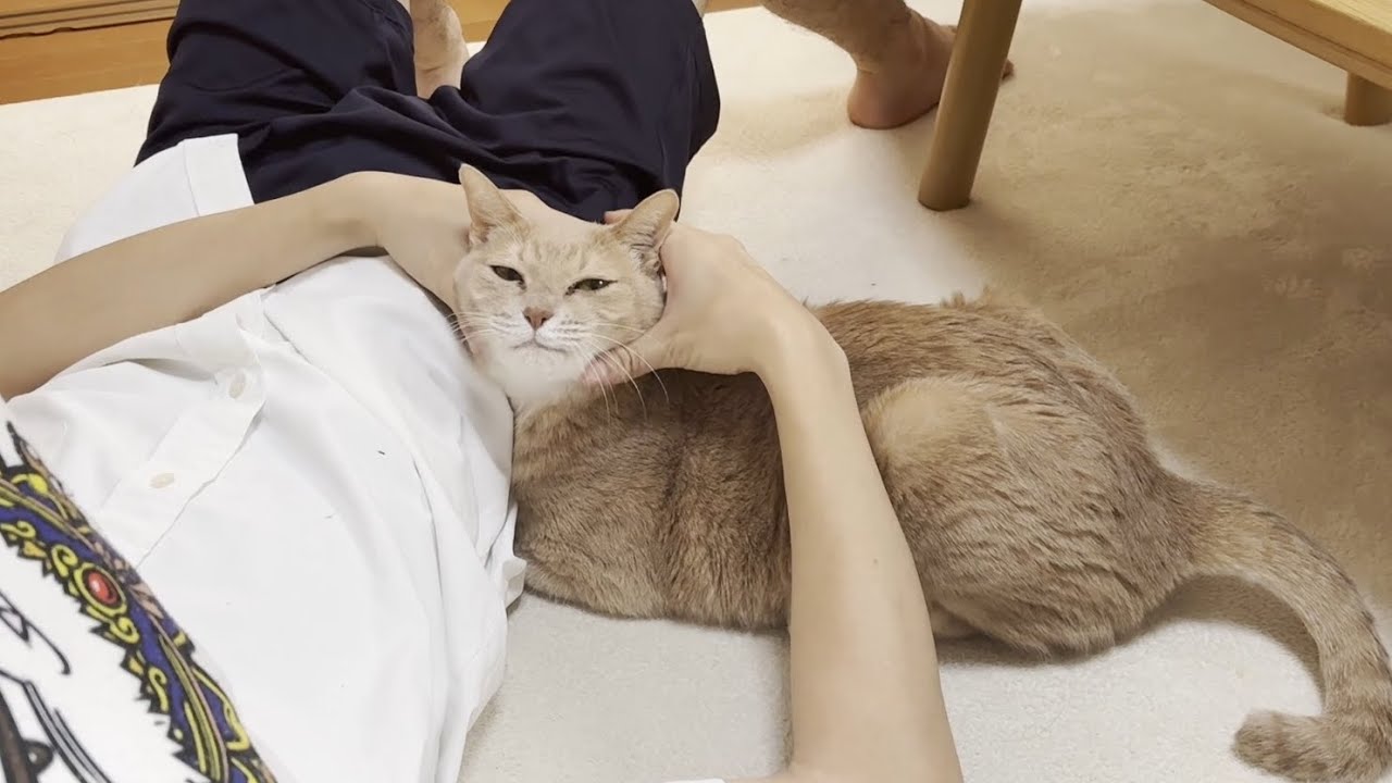 息子には寄り添う系女子になる乙女な猫