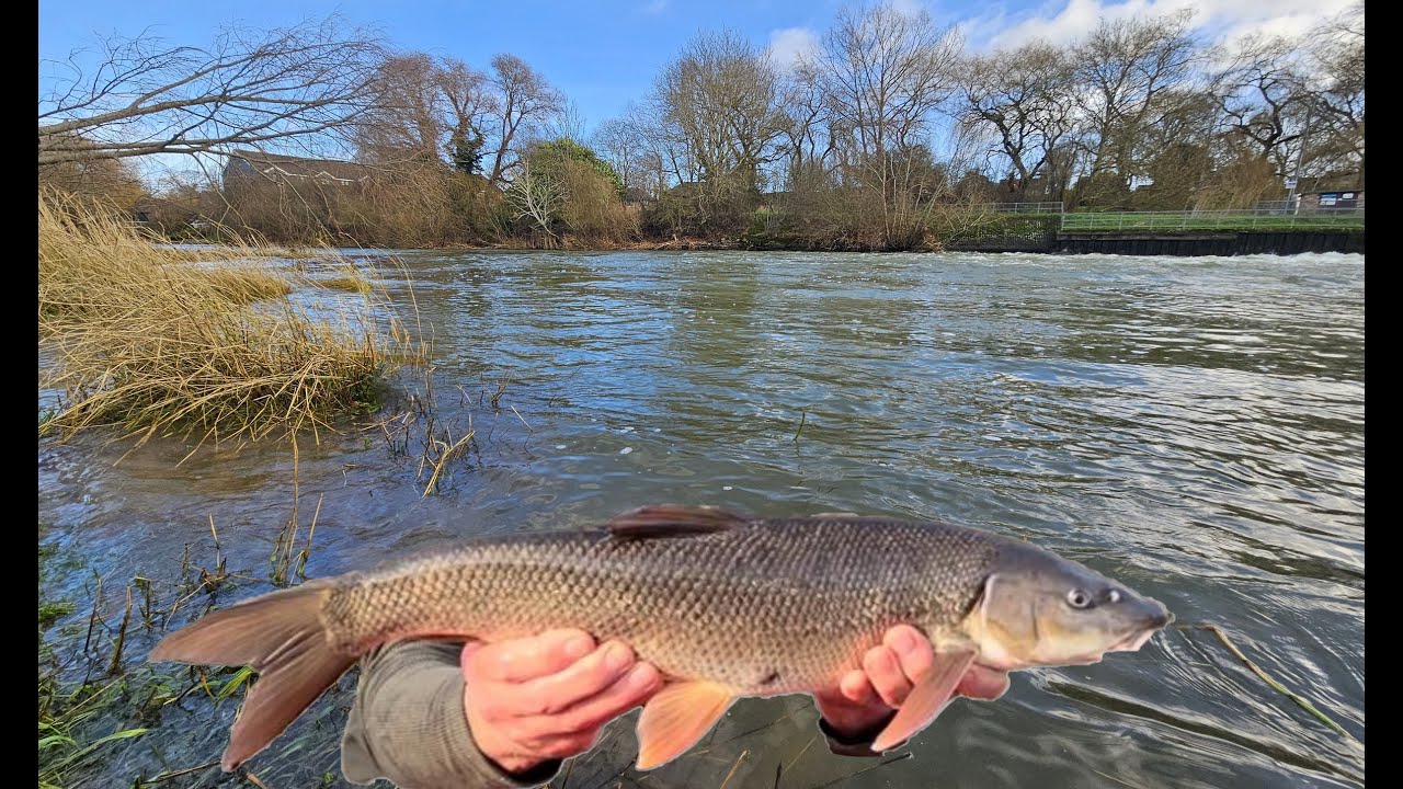 River Ouse even larger barbel stocking December 2024