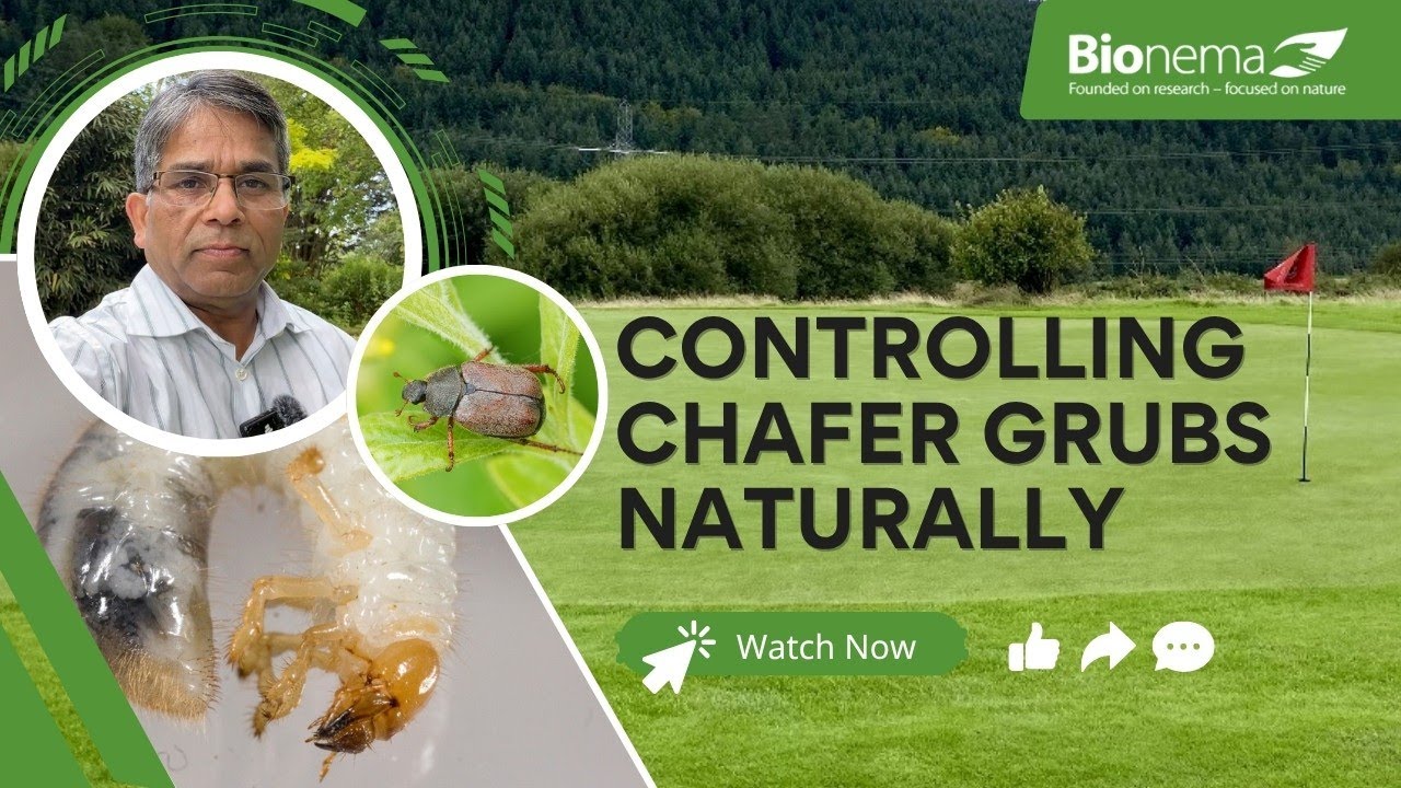 Lawn Destroyed by Chafer Grubs? Here’s the Natural Fix That Works!
