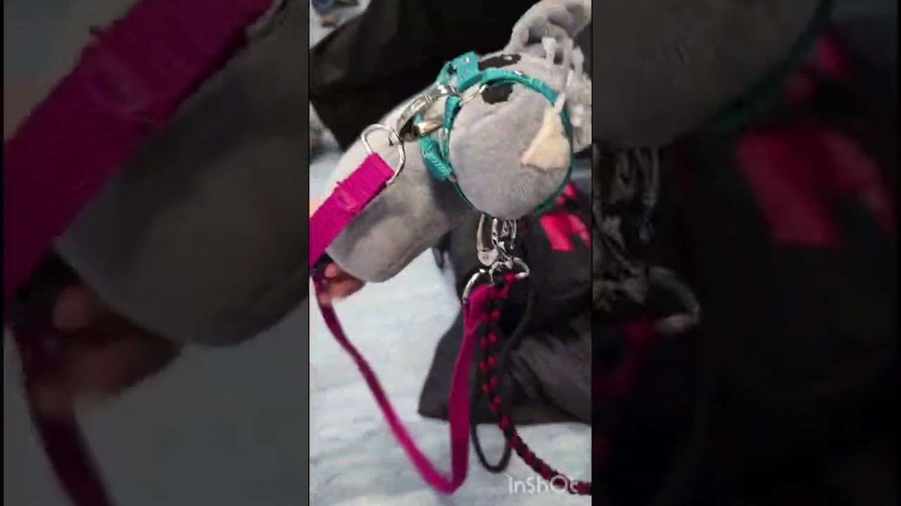 Tunier Vlog❤️😍Bild mit _Hobbyhorsing_de😱Fail?!