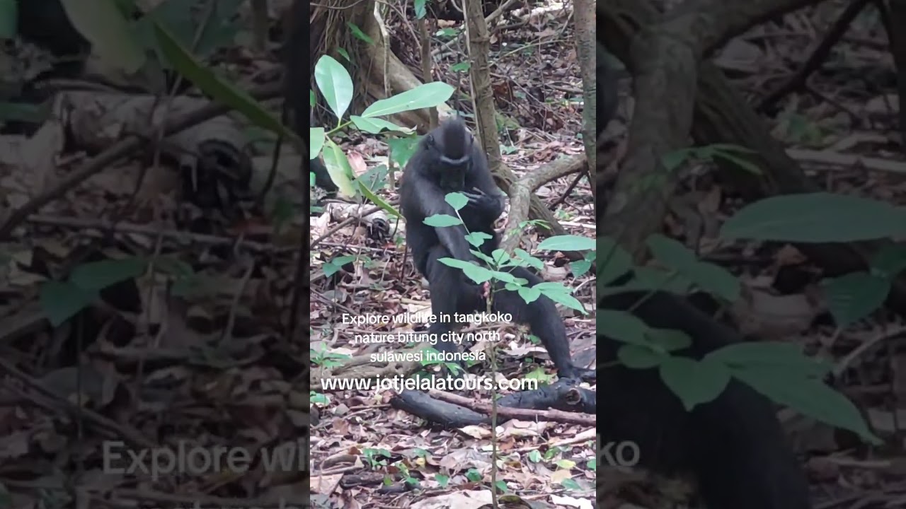 visited north sulawesi|| tangkoko tour.guest from USA .www.jotjelalalatours.com