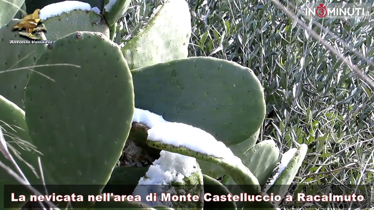 La nevicata nell'area di Monte Castelluccio nel territorio di Racalmuto. Di Antonio Vanadia