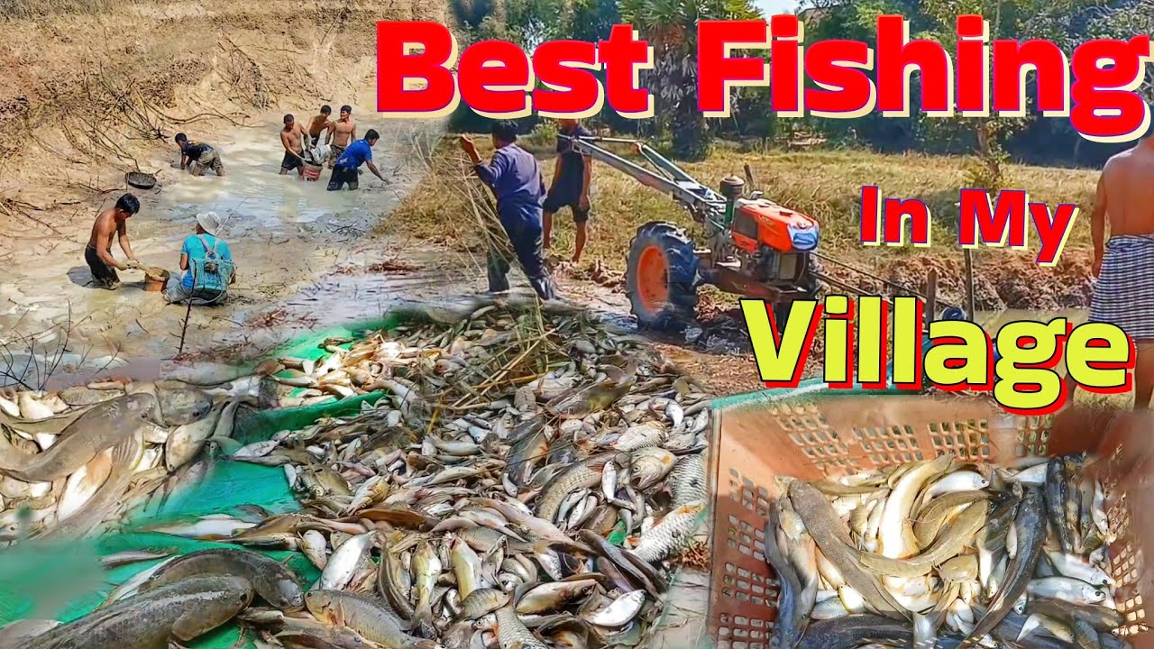 Harvesting Fish With Water Pump | Traditional Village Fishing Method #countryside #rural #ambiance