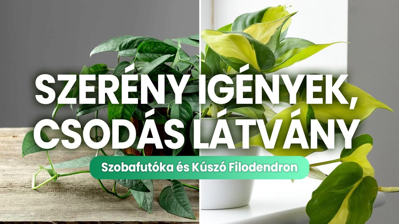 Szobafut&oacute;ka &eacute;s K&uacute;sz&oacute; filodendron 