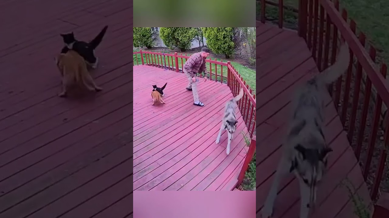 Cat fight #funny #suncats #catvideos #cat #anmals #catfunny #pets #petsunited #funnycatvideos #fyp