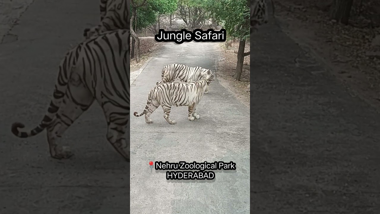 Nehru Zoological Park Hyderabad #zoo #junglesafari #safari