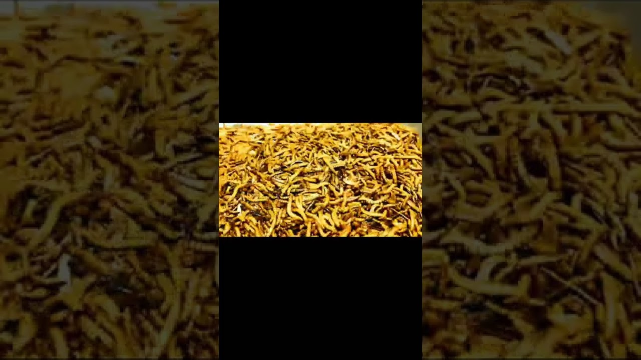 Wild mealworms are eating eggs #shorts #mealworms