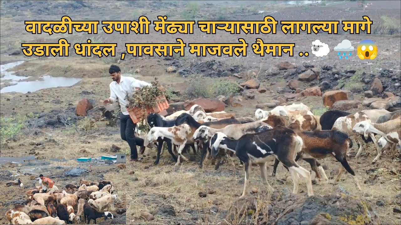 बकऱ्यामुळे उडाली धांदल पावसाने माजवले थैमान 😱🌧️😍🐑