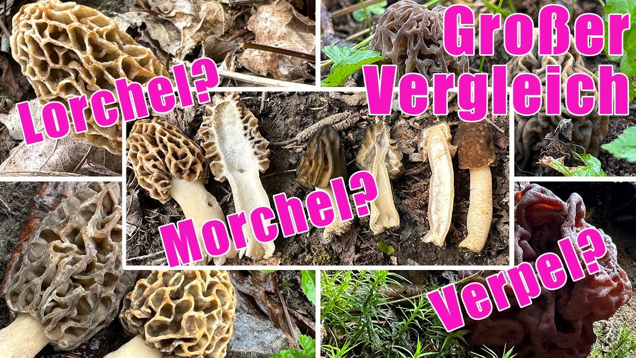 Morchel oder Lorchel? Morchel oder Verpel? Spitz- oder Speisemorchel? Pilzvergleiche im Frühling