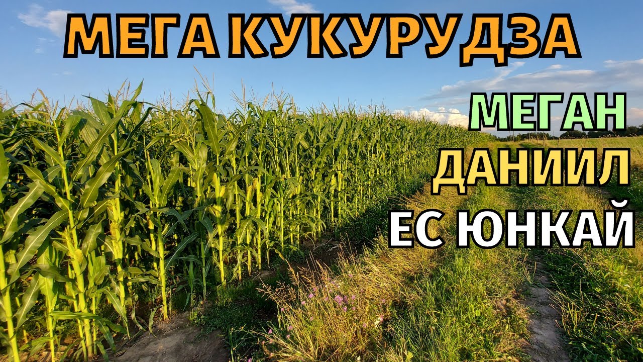 Кукурудза якій позавидує американський фермер. Огляд гібридів кукурудзи ЕС Юнкай, Меган та Даниил.