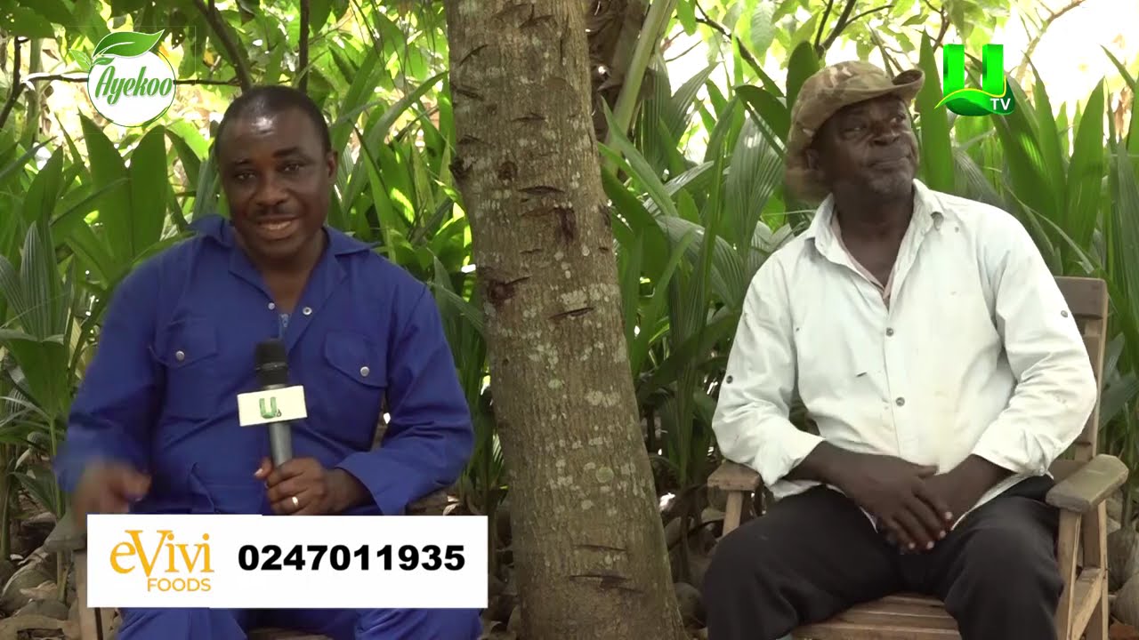 AYEKOO: PLANNING COCOA UNDER COCONUT AFTER TEN YEARS FARMER SHARE HIS EXPERIENCE