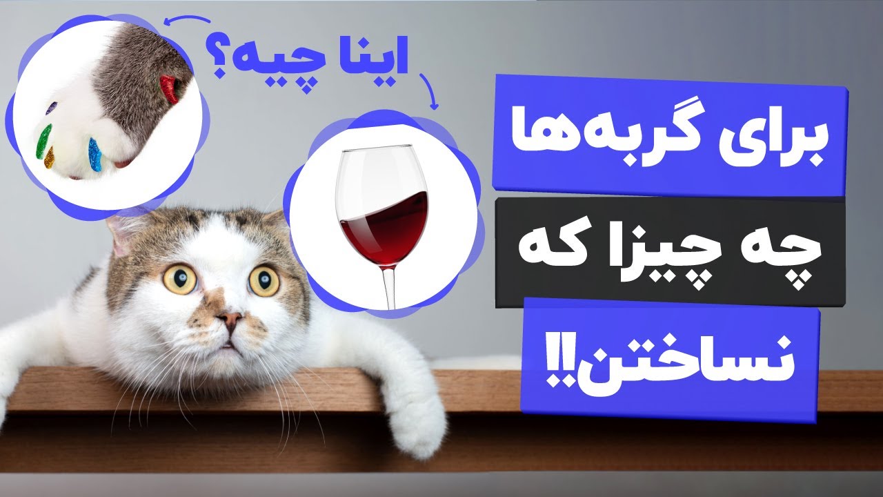 محصولات عجیبی که برای گربه ها ساختن🤯🥴!