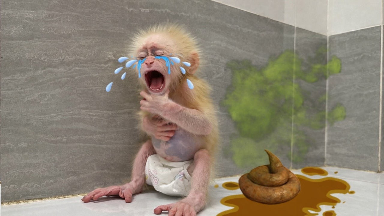 Funny! Monkey Sunny bursts into tears because of an unexpected incident!