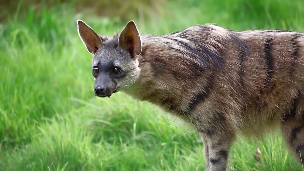 Aardwolf rare footage
