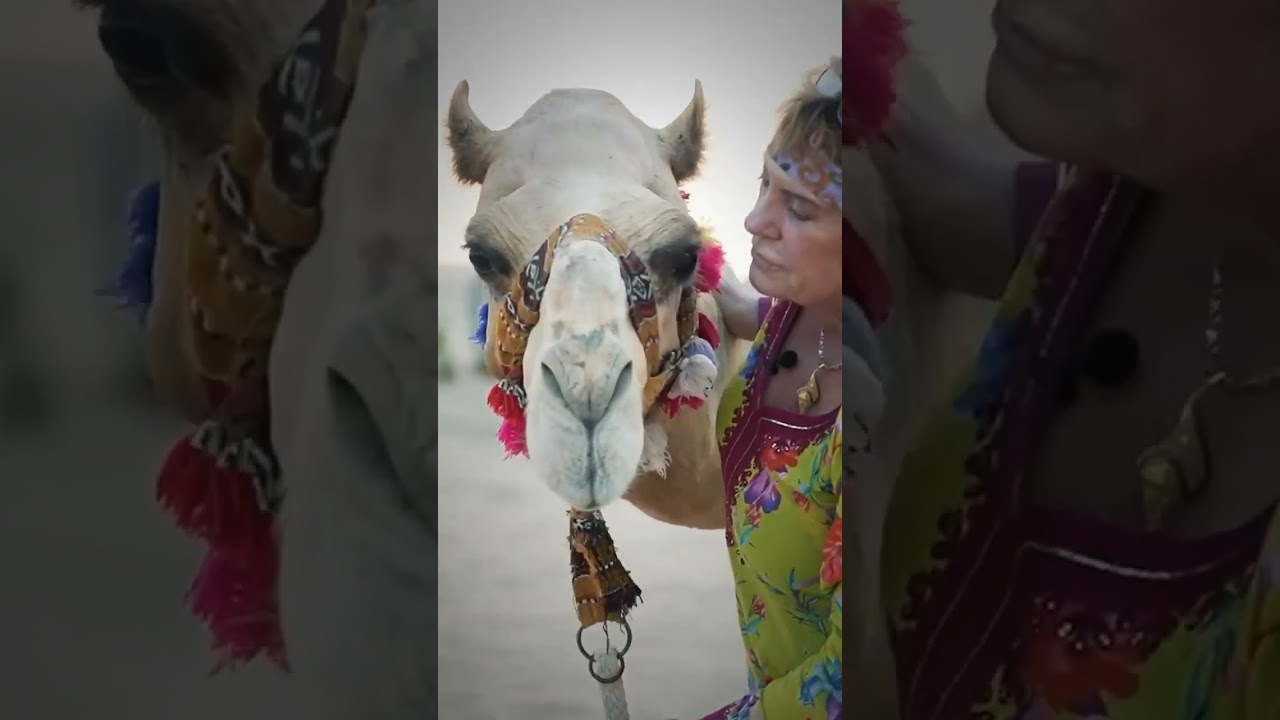 Meet Uschi &ndash; The Camel Queen of Dubai 🌟