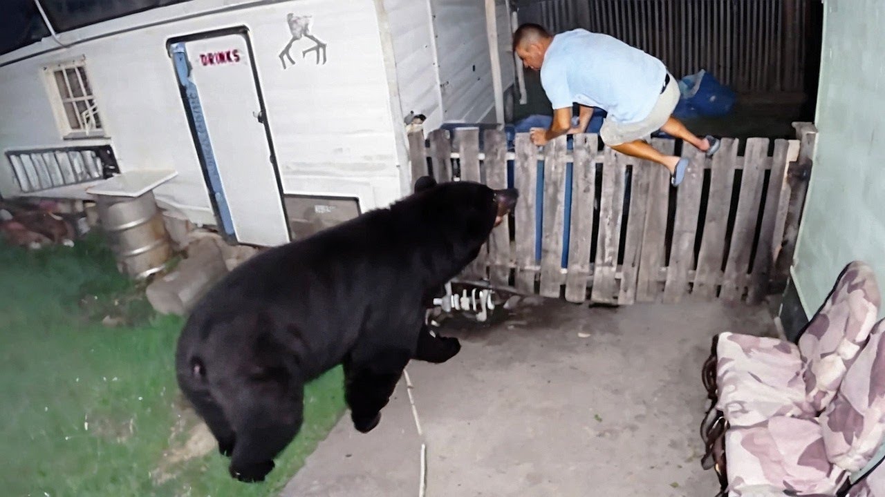Wild Animals Invading Cities Caught on Camera!