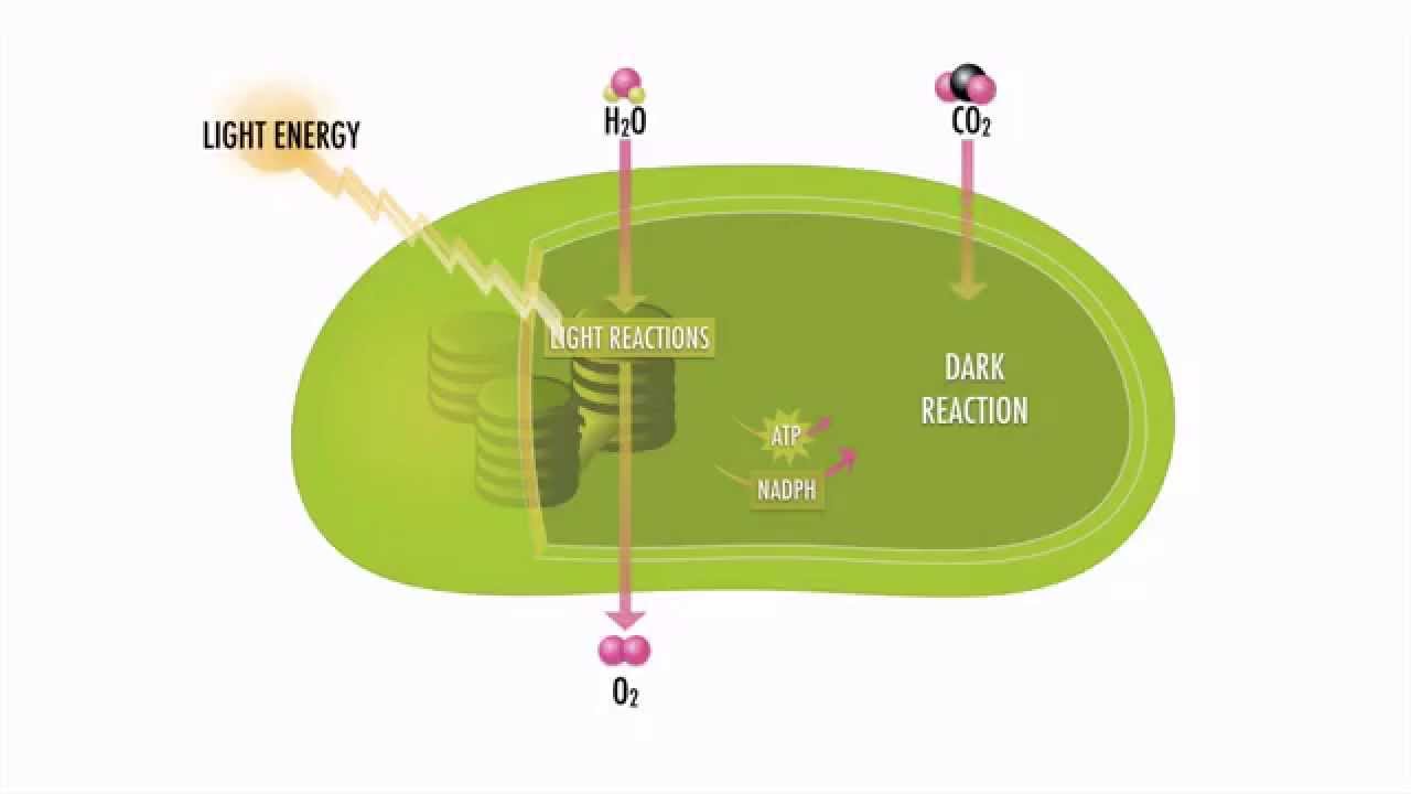 Photosynthesis Steps and Pathways