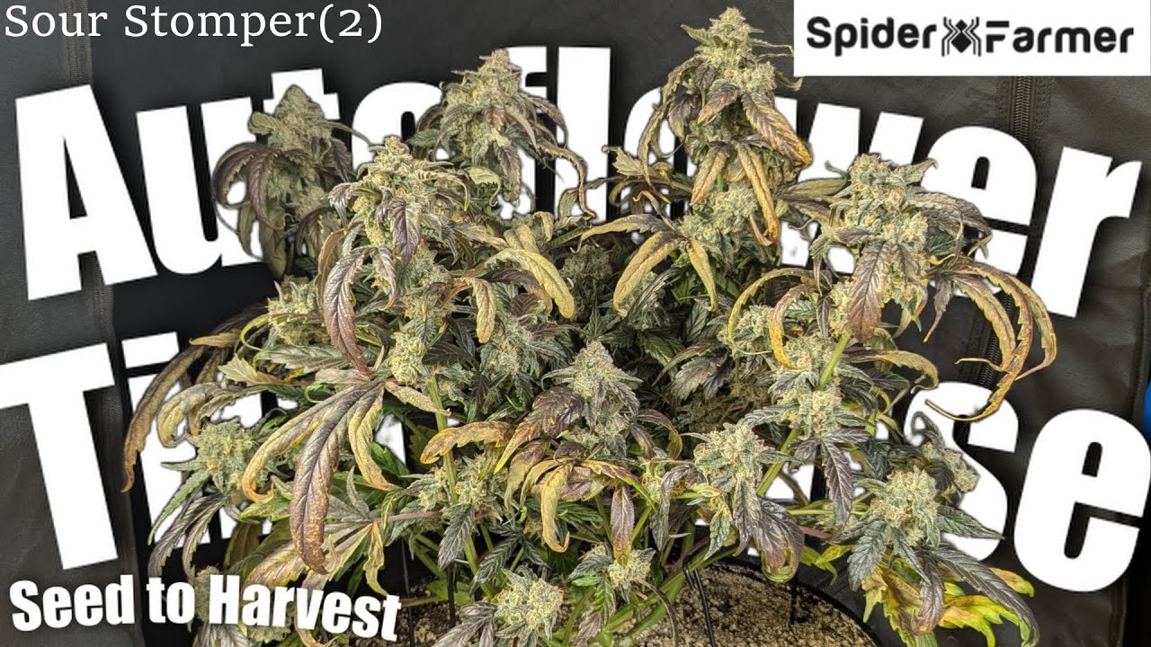 Timelapse - Seed to Harvest - Sour Stomper(2) Autoflower - Spiderfarmer SF4000