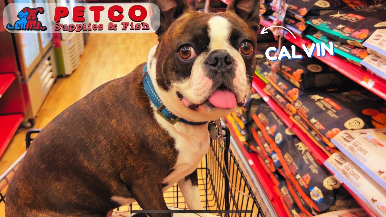 И снова вожу своего бостонского терьера за покупками в Petco… 🐶😂
