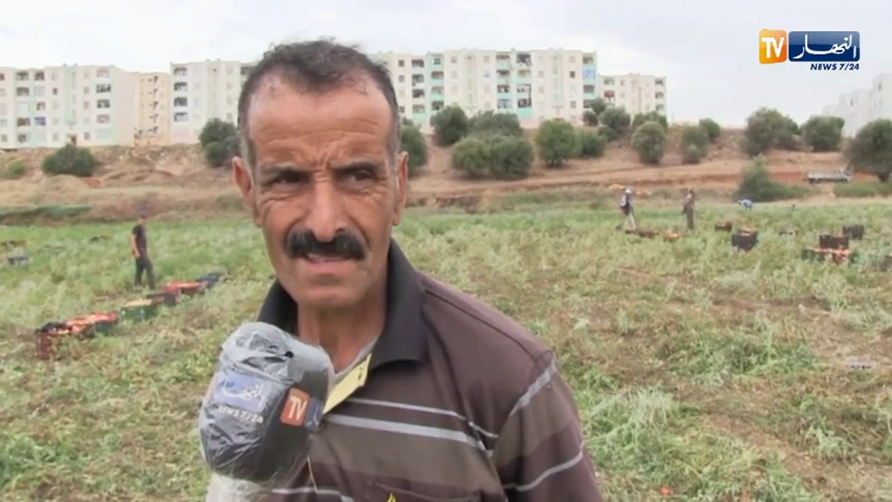 قالمة : تحت درجات حرارة تفوق ال40 درجة  شباب يزاولون مهنة جني الطماطم