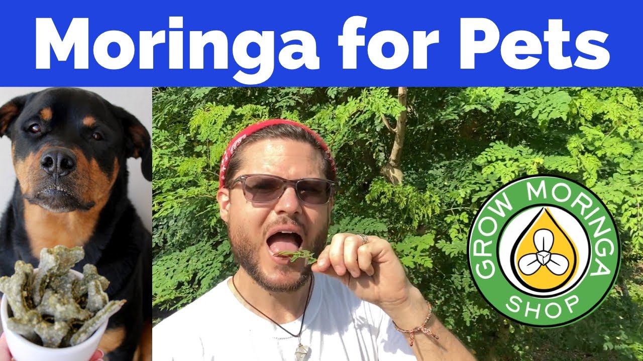 Can Moringa be Used for Pets and Animals?