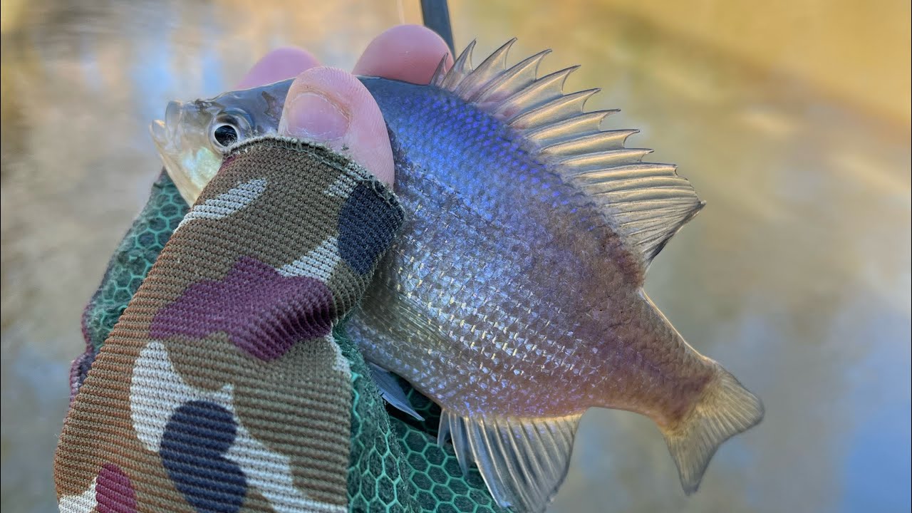 Fishing Adventure 2/28/26: Fishing after heavy rain Pt 1