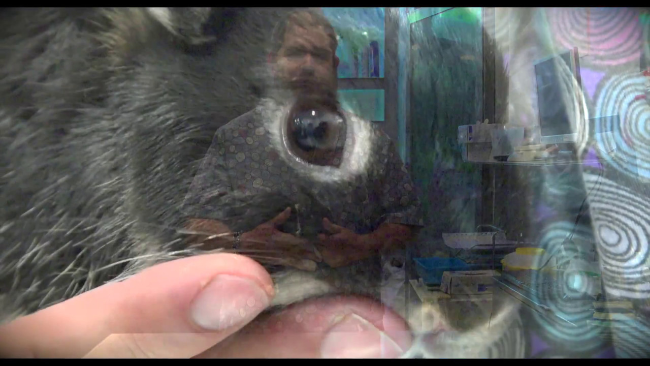 CAP 143. VETERINARIO DE CONEJOS. Cuadro de shock postraumático